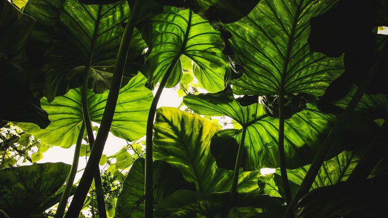 Groene blaadjes
